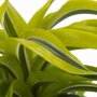 Dracaena deremensis 'Surprise'